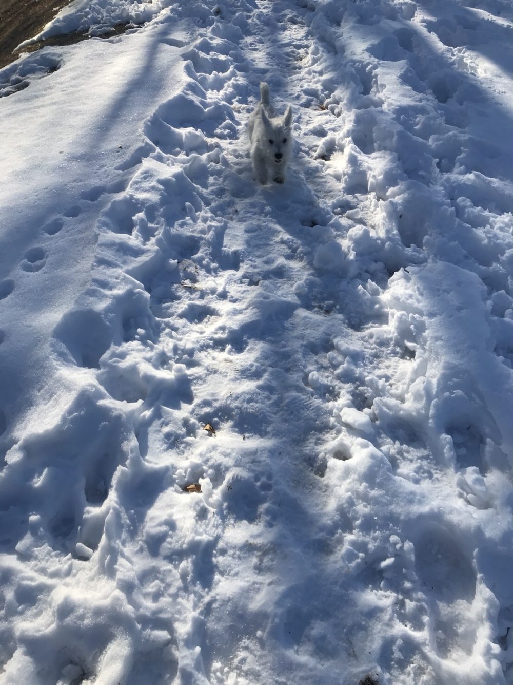 2018/01/S__44433471.jpg