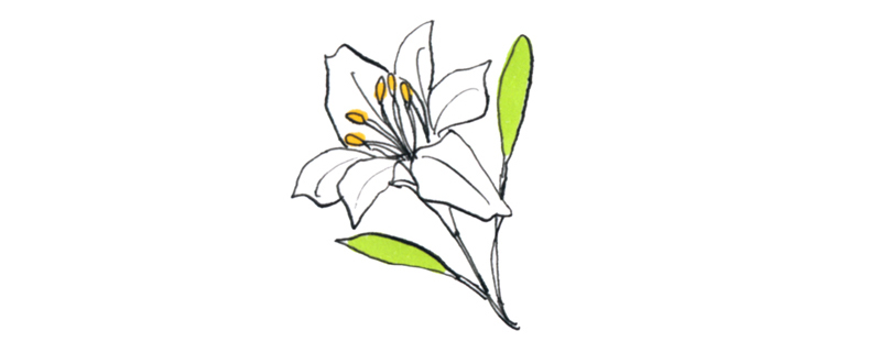 2018/10/lily_last1.jpg