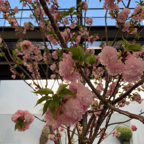 2019/04/de21f9a5e8796b2df4170dad1cb9abea.jpeg