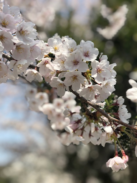 2019/04/image3.jpeg