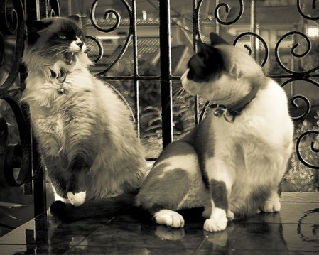 1Cat Fight.jpg